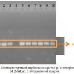 Figure 1: Electropherogram of amplicons on agarose gel electrophoresis. M (Marker); 1-10 (member of sample).