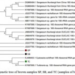 Figure 2: Phylogenetic tree of brown samples SP, SB, and TC (samples of brown macroalgea)