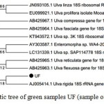 Figure 3: Phylogenetic tree of green samples UF (sample of green macroalgea)