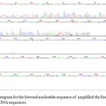 Figure 4: The chromatogram for the forward nucleotide sequence of amplified the first primer for patient with lung cancer by DNA sequencer.