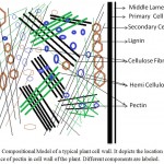 Figure 1: Compositional Model of a typical plant cell wall. It depicts the location and importance of pectin in cell wall of the plant. Different components are labeled.
