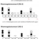 Figure 2: Figure 3 A schematic diagram of the three major types of pectins– HG (Homogalacturonan), RG-I (Rhamnogalacturonan I), RG-II (Rhamnogalacturonan II).