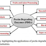 Figure 4: A drawing highlighting the applications of pectin degrading enzymes (PDEs) in different industries.