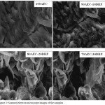 Figure 3: Scanned electron microscope images of the samples