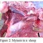Figure 2: Myiasis in a sheep