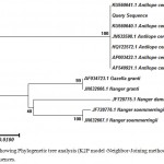 Figure 1: Showing Phylogenetic tree analysis (K2P model -Neighbor-Joining method) using Cyt b gene sequences.
