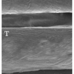 Figure 3: Influence of cotton textile treatment with ZnO nanoparticles (T) on the topography of fibers compared with untreated textiles (C), using scanning microscope imaging.