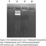 Figure 3: Gel retardation assay Lane 1: Blank gold nanoparticles, Lane 2: Blank plasmid, Lane 3:DNAse treated plasmid GNP solution, Lane 4:DNAse treated blank plasmid