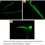 Figure 4: GFP gene expression in treated animals by fluorescence microscope A: Gills B: Pleopods C: Muscles