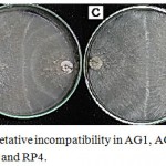 Figure 3: Anastomosis and vegetative incompatibility in AG1, AG 3, AG4, AG7 and tip subcultures for RP1, RP2, RP3 and RP4.