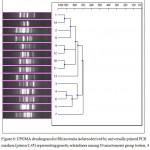 Figure 6: UPGMA dendrogram for Rhizoctonia isolates derived by universally primed PCR markers (primer L45) representing genetic relatedness among 10 anastomosis group testers, 4 isolates collected from potato.