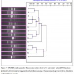 Figure 7: UPGMA dendrogram for Rhizoctonia isolates derived by universally primed PCR markers (primer L21) representing genetic relatedness among 10 anastomosis group testers, 4 isolates collected from potato.