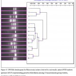 Figure 8: UPGMA dendrogram for Rhizoctonia isolates derived by universally primed PCR markers (primer AS15) representing genetic relatedness among 10 anastomosis group testers, 4 isolates collected from potato.