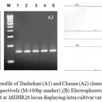 Figure 1: Agarose gel profile of Dashehari (A1) and Chausa (A2) clones at MiIIHR26 and MiIIHR13 loci, respectively (M-100bp marker) ;(B) Electrophoretogram of Himsagar clone 3 and 4 at MiIIHR26 locus displaying intra cultivar variation.