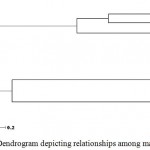 Figure 2: UPGMA Dendrogram depicting relationships among mango clones