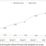 Figure 1: Line graph showing the relation between body and gland size in mm.