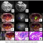 Figure 2: Theranostic imaging in the orthotopic liver tumor models.