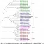 Figure 2.a: Phylogenetic tree constructed using protein sequences of 58 fungal xylanase. The distinct major clusters designated as I, II, III, IV and V comprising of19, 19, 5, 10 and 5 members respectively are highlighted