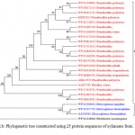 Figure 2.b: Phylogenetic tree constructed using 25 protein sequences of xylanasesfrom bacterial sources. The distinct major clusters designated as I and II comprising of 21 and 3 members respectively are highlighted.