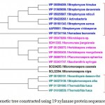 Figure 2.c: Phylogenetic tree constructed using 19 xylanaseprotein sequences of actinomycetes.The distinct major clusters designated as I and II comprising of 15 and 4 members respectively are highlighted.