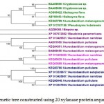 Figure 2.d: Phylogenetic tree constructed using 20 xylanase protein sequences of yeast.The distinct major clusters designated as I and II comprising of 12 and 8 members respectively are highlighted.
