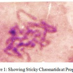 Figure 1: Showing Sticky Chromatids at Prophase
