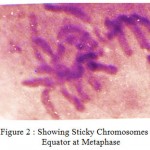 Figure 2: Showing Sticky Chromosomes on Equator at Metaphase