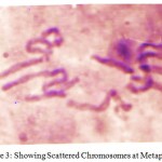 Figure 3: Showing Scattered Chromosomes at Metaphase