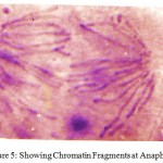 Figure 5: Showing Chromatin Fragments at Anaphase