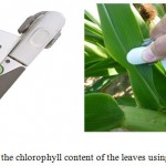Figure 1: Measure the chlorophyll content of the leaves using a chlorophyll meter