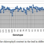 Figure 7: Comparison of the chlorophyll content in the leaf in different genotypes Grain yield