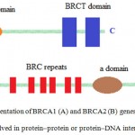 Figure 1: Schematic representation of BRCA1 (A) and BRCA2 (B) genes demonstrating functional domains involved in protein–protein or protein–DNA interactions (16).
