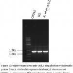 Figure 1: Negative regulatory gene (nifL) amplification with specific primer from A. vinilanddi sequence data base, A. chroococcum CBD15, A. chroococcum W5 and reference strain A. vinilanddi DJ.