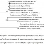 Figure 2: Phylogenetic trees for Negative regulatory gene (nifL) showing the phylogenetic position of A. chroococcum among all known corresponding sequences of various diazotrophs. Trees were constructed by the neighbour-joining method.