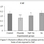 Figure 5: Protective effects of Se on catalase activity in brain of rats exposed to NaF.