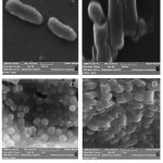 Figure 3: SEM micrograph of E. coli (A, B) and S. aureus (C, D). (A, C: control; B, D: treated with GO nanosheets).