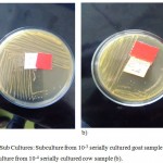 Figure 2: Sub Cultures: Subculture from 10-3 serially cultured goat sample (a), and sub culture from 10-4 serially cultured cow sample (b).