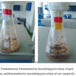 Figure 3: Fermentations: Fermentation by inoculating pure colony of goat sample (a), and fermentation by inoculating pure colony of cow sample (b).