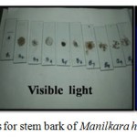 Figure 2: Fluorescence photos for stem bark of Manilkara hexandra.