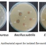 Figure 8: Antibacterial report for isolated flavonoid fraction.