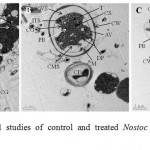 Figure 5: Ultra-structural studies of control and treated Nostoc muscorum Meg 1 cells exposed for seven days.