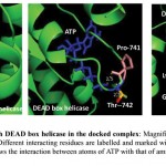Figure 7: Interaction of ATP with DEAD box helicase in the docked complex.