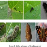 Figure 1: Different stages of Cynthia cardui