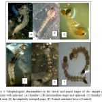 Figure 3: Morphological abnormalities in the larval and pupal stages of Ae. aegypti post-treatment with spinosad. (A) Sumilarv, (B) (intermediate stage) and spinosad, (C) Sumilarv, (D) Black area, (E) Incompletely emerged pupa, (F) Normal untreated larvae (Control).