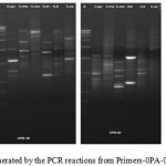 Figure 2: RAPD profile generated by the PCR reactions from Primers-0PA-02; OPB-10;OPD-2;OPC-6.