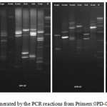 Figure 3: RAPD profile generated by the PCR reactions from Primers:0PD-08; OPC-7; OPB-7; OPB-8.