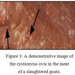 Figure 3: A demonstrative image of the cysticercus ovis in the meat of a slaughtered goats.