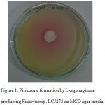 Figure 1: Pink zone formation by L-asparaginase producing Fusarium sp. LCJ273 on MCD agar media.