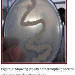 Figure 3: Showing growth of thermophilic bacteria colony by streak plate methods.