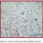 Figure 5: Gram’s staining of themophillic bacteria.